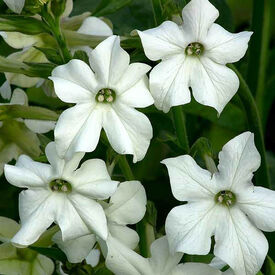 Saratoga White, Nicotiana Seed